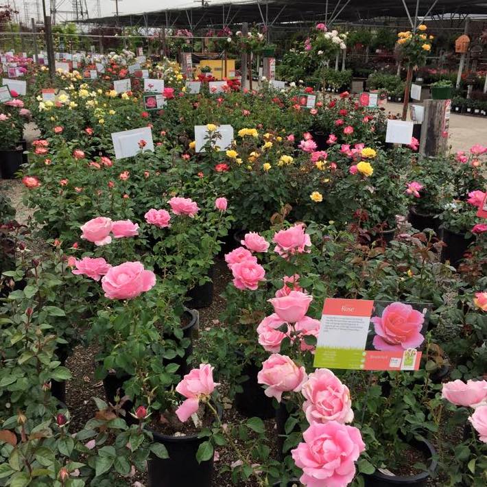 Roses at H&H nursery